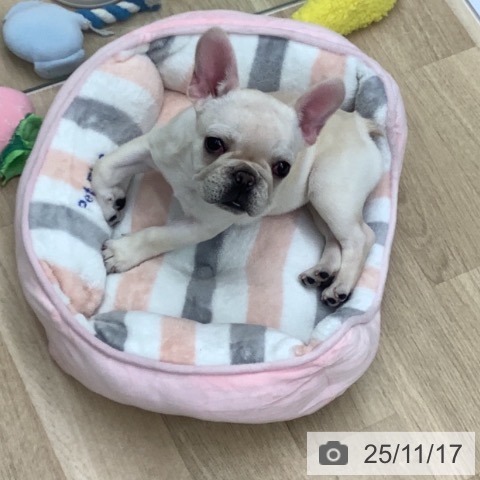 千葉県のフレンチブルドッグ (ペットプラス 船橋店/2025年9月5日生まれ/女の子/クリーム)の子犬の3枚目の画像