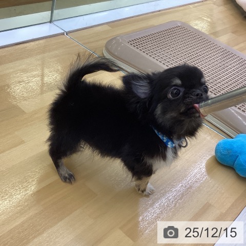 香川県のチワワ(ロング) (ペットプラス 高松店/2025年9月4日生まれ/男の子/ブラッククリーム)の子犬の4枚目の画像