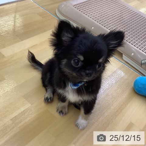 香川県のチワワ(ロング) (ペットプラス 高松店/2025年9月4日生まれ/男の子/ブラッククリーム)の子犬の3枚目の画像