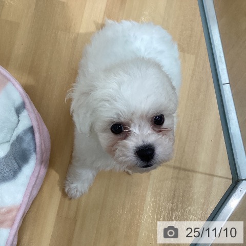 ビション・フリーゼの写真