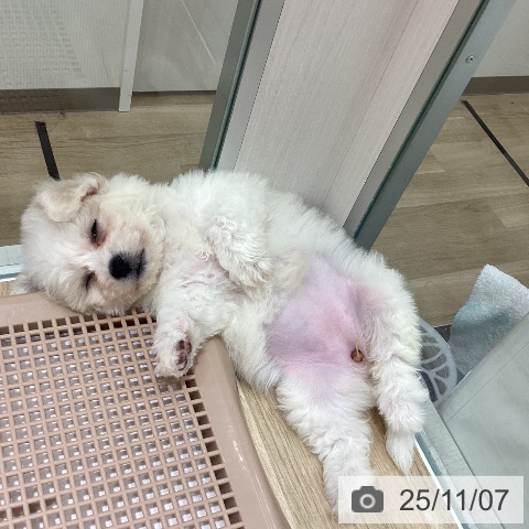 ビション・フリーゼの写真