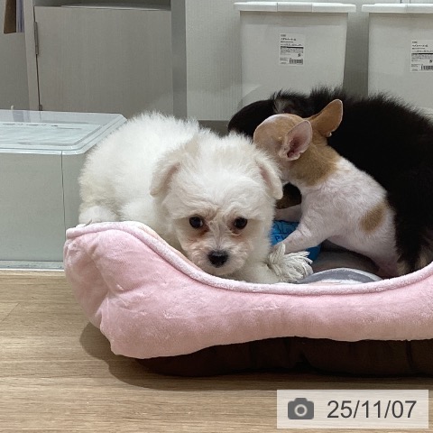 ビション・フリーゼの写真