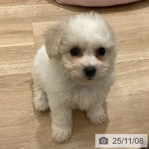 ビション・フリーゼの写真