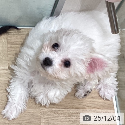 東京都のビションフリーゼ (ペットプラス MARK IS 葛飾かなまち店/2025年9月5日生まれ/女の子/ホワイト)の子犬の4枚目の画像