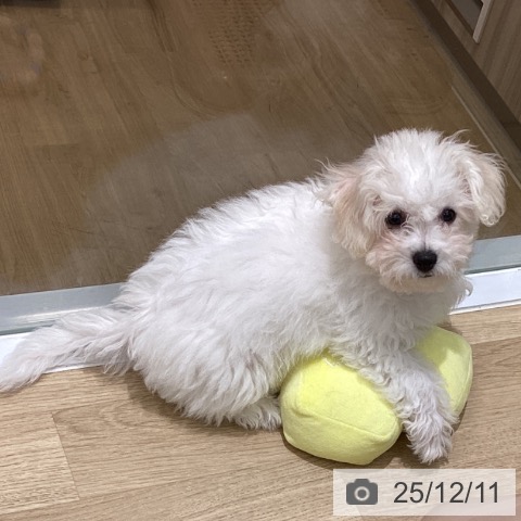 東京都のビションフリーゼ (ペットプラス MARK IS 葛飾かなまち店/2025年9月5日生まれ/女の子/ホワイト)の子犬の3枚目の画像