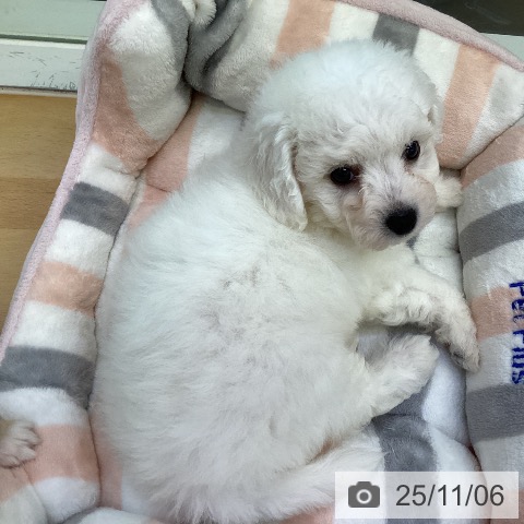 ビション・フリーゼの写真