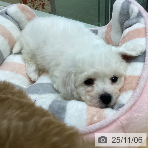 ビション・フリーゼの写真