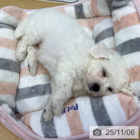 ビション・フリーゼの写真