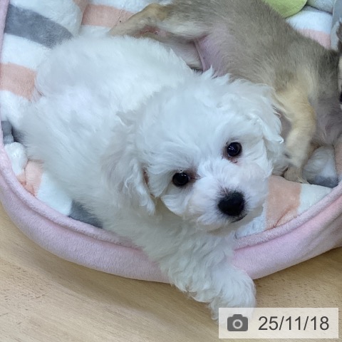 香川県のビションフリーゼ (ペットプラス 高松店/2025年9月5日生まれ/女の子/ホワイト)の子犬の4枚目の画像