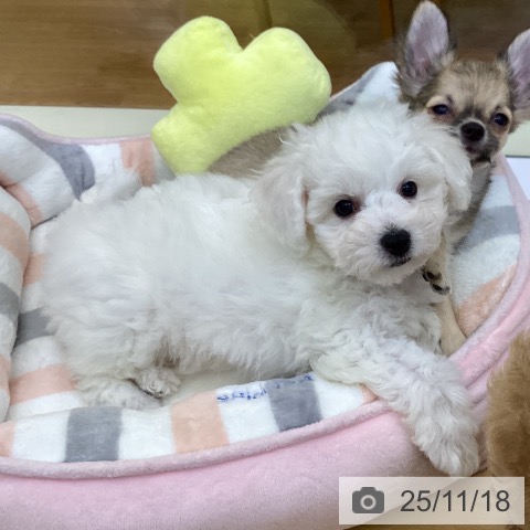 香川県のビションフリーゼ (ペットプラス 高松店/2025年9月5日生まれ/女の子/ホワイト)の子犬の3枚目の画像