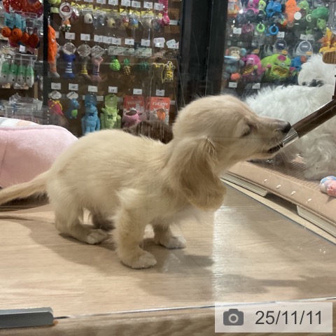 カニーンヘン・ダックスフンドの写真