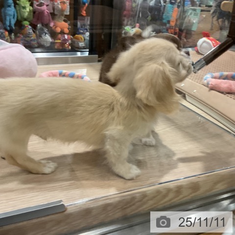 カニーンヘン・ダックスフンドの写真