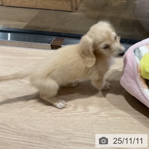 カニーンヘン・ダックスフンドの写真