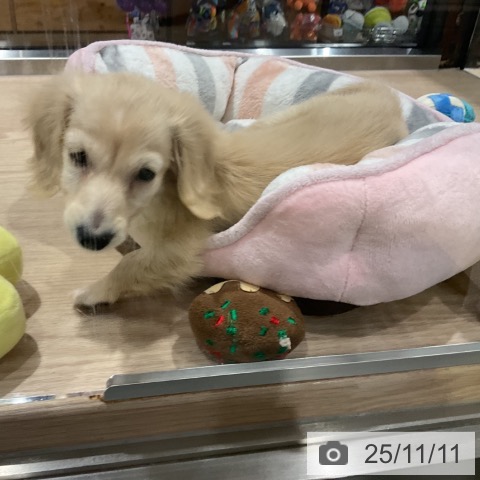 カニーンヘン・ダックスフンドの写真