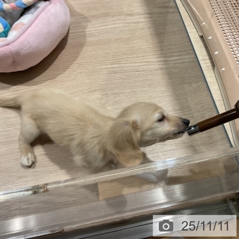 カニーンヘン・ダックスフンドの写真