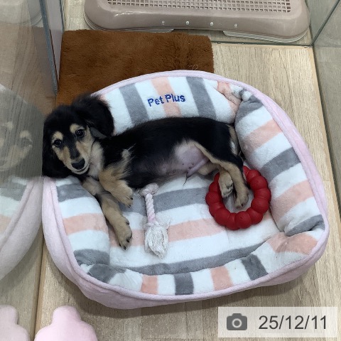 東京都のカニンヘンダックスフンド(ロング) (ペットプラス 日の出店/2025年9月1日生まれ/男の子/ブラックイエロー)の子犬の4枚目の画像