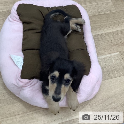 東京都のカニンヘンダックスフンド(ロング) (ペットプラス 日の出店/2025年9月1日生まれ/男の子/ブラックイエロー)の子犬の3枚目の画像