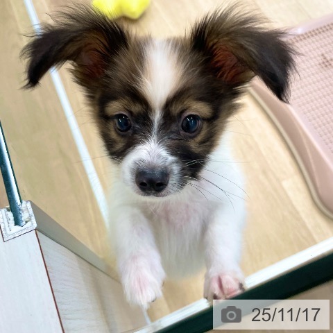 香川県のパピヨン (ペットプラス 高松店/2025年8月31日生まれ/男の子/ホワイトレッドセーブル)の子犬の4枚目の画像