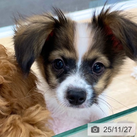 香川県のパピヨン (ペットプラス 高松店/2025年8月31日生まれ/男の子/ホワイトレッドセーブル)の子犬の3枚目の画像