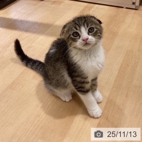 徳島県のスコティッシュフォールド (ペットプラス 徳島店/2025年9月1日生まれ/男の子/ブラウンタビーホワイト)の子猫の3枚目の画像