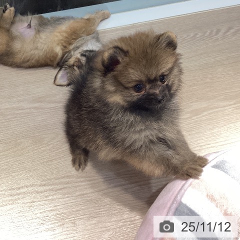 ポメラニアンの写真