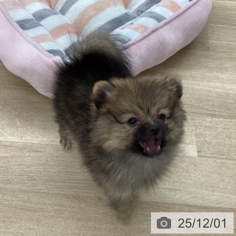 愛媛県のポメラニアン (ペットプラス 新居浜店/2025年9月2日生まれ/女の子/オレンジセーブル)の子犬の4枚目の画像