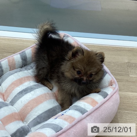 愛媛県のポメラニアン (ペットプラス 新居浜店/2025年9月2日生まれ/女の子/オレンジセーブル)の子犬の3枚目の画像