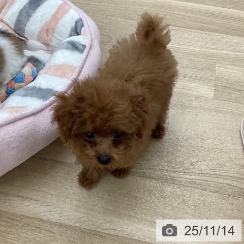 トイ・プードルの写真