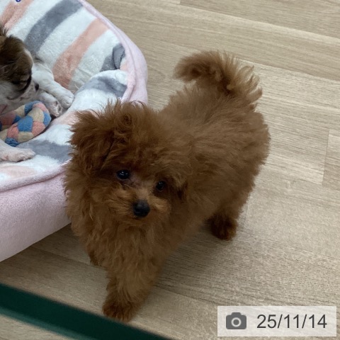 トイ・プードルの写真