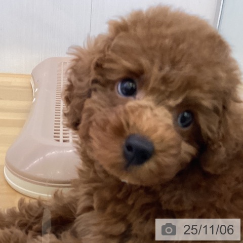 トイ・プードルの写真