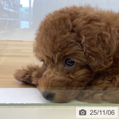 トイ・プードルの写真