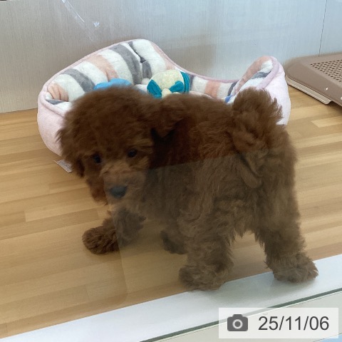 トイ・プードルの写真