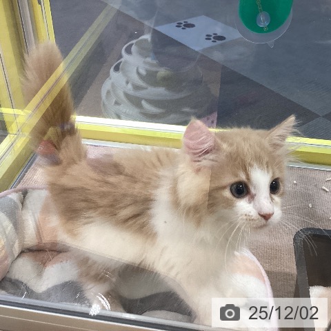 岡山県のノルウェージャンフォレストキャット (ペットプラス 岡山店/2025年8月29日生まれ/女の子/クリームホワイト)の子猫の3枚目の画像