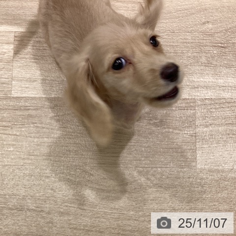 ミニチュア・ダックスフンドの写真