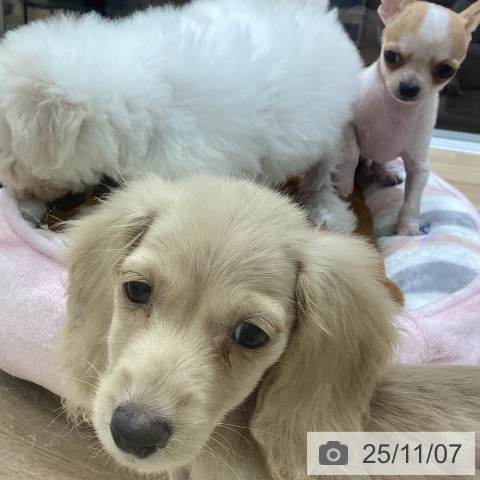 ミニチュア・ダックスフンドの写真