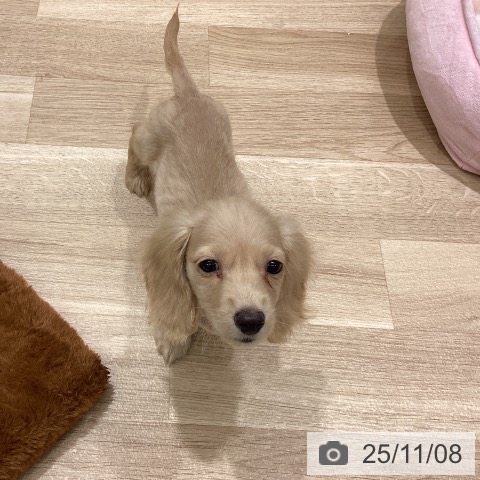 ミニチュア・ダックスフンドの写真