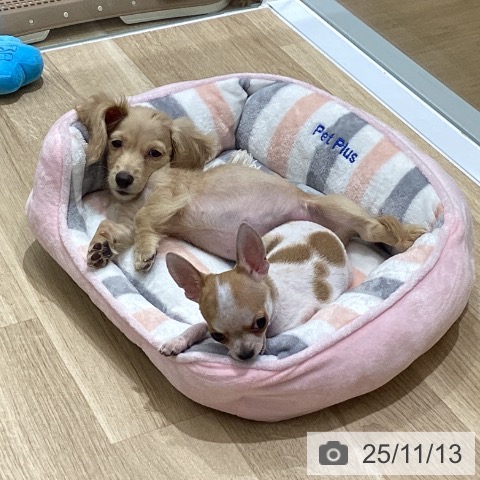 ミニチュア・ダックスフンドの写真