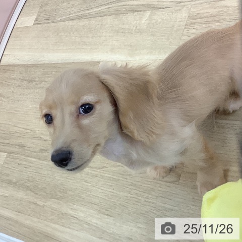 埼玉県のミニチュアダックスフンド(ロング) (ペッツワン 新座店/2025年9月2日生まれ/男の子/イエロー)の子犬の3枚目の画像