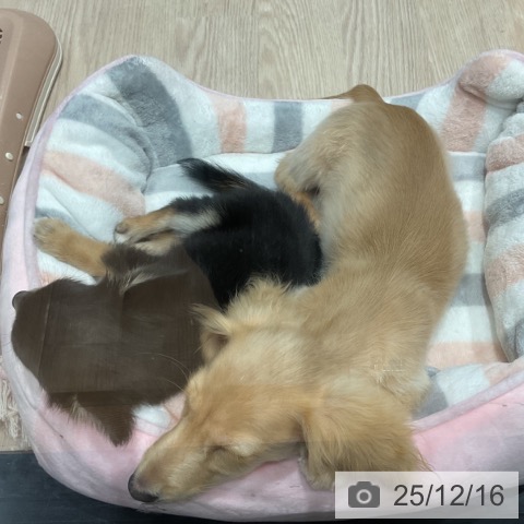 埼玉県のミニチュアダックスフンド(ロング) (ペッツワン 新座店/2025年9月2日生まれ/男の子/イエロー)の子犬の3枚目の画像