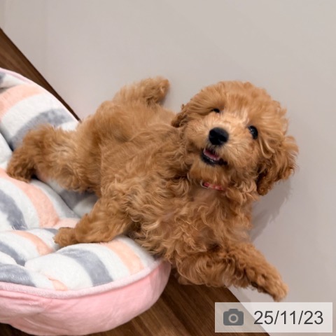 愛媛県のトイプードル(トイ) (ペットプラス 新居浜店/2025年9月6日生まれ/男の子/アプリコット)の子犬の3枚目の画像