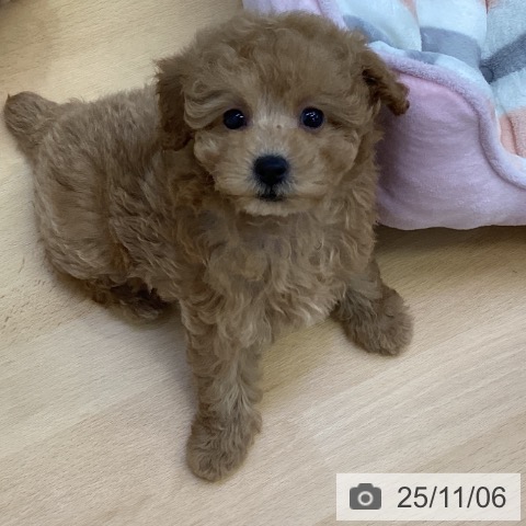 トイ・プードルの写真