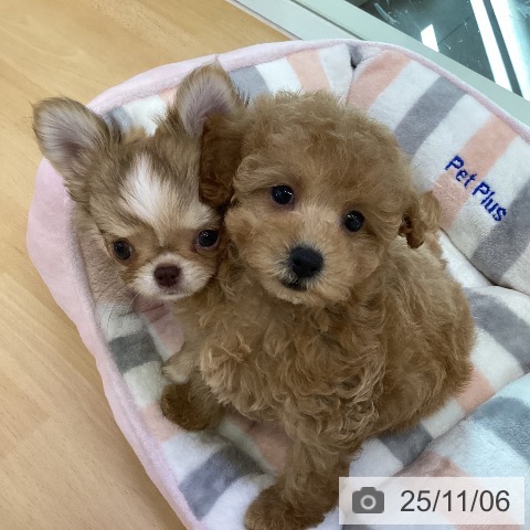 トイ・プードルの写真