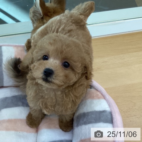 トイ・プードルの写真