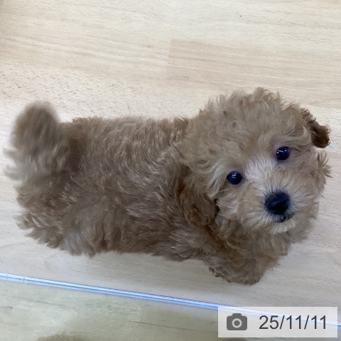 トイ・プードルの写真