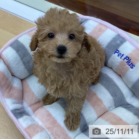 トイ・プードルの写真