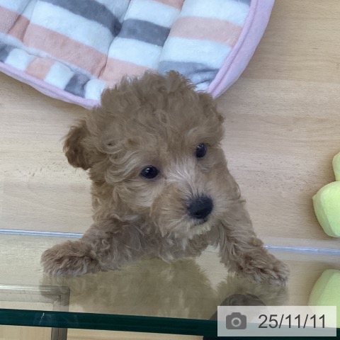 トイ・プードルの写真