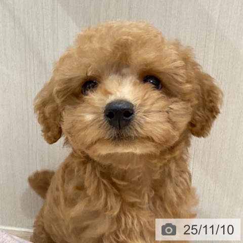 トイ・プードルの写真