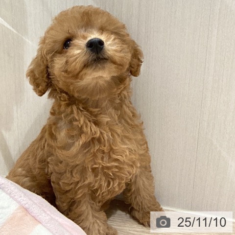 トイ・プードルの写真