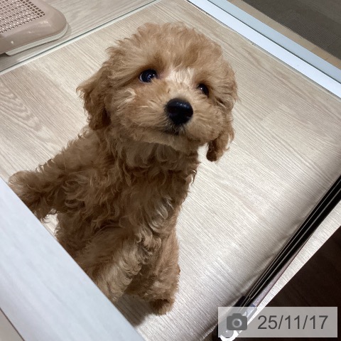 愛媛県のトイプードル(トイ) (ペットプラス 新居浜店/2025年9月6日生まれ/女の子/アプリコット)の子犬の3枚目の画像