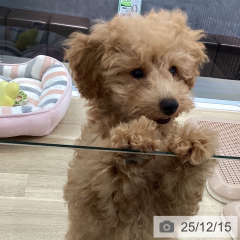 愛媛県のトイプードル(トイ) (ペットプラス 新居浜店/2025年9月6日生まれ/女の子/アプリコット)の子犬の4枚目の画像